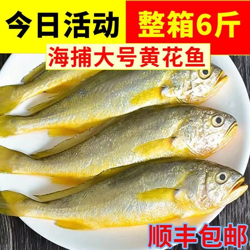 黄花鱼新鲜冷冻纯黄鱼小黄鱼海鲜水产批发鲜活鱼整箱5斤