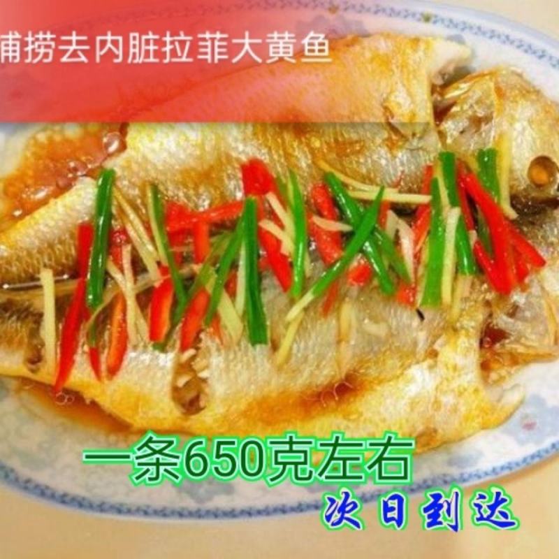 拉菲大黄鱼新鲜黄花鱼腌制冷冻黄鱼速冻海鲜免杀黄鱼鲞特