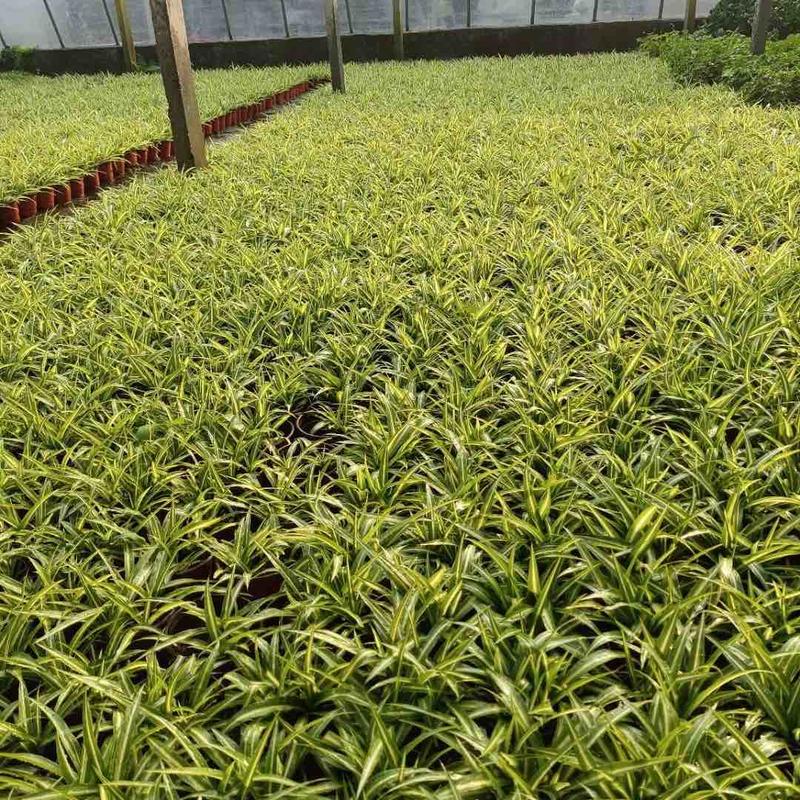 金边吊兰青州草花草花基地宿根花卉供应