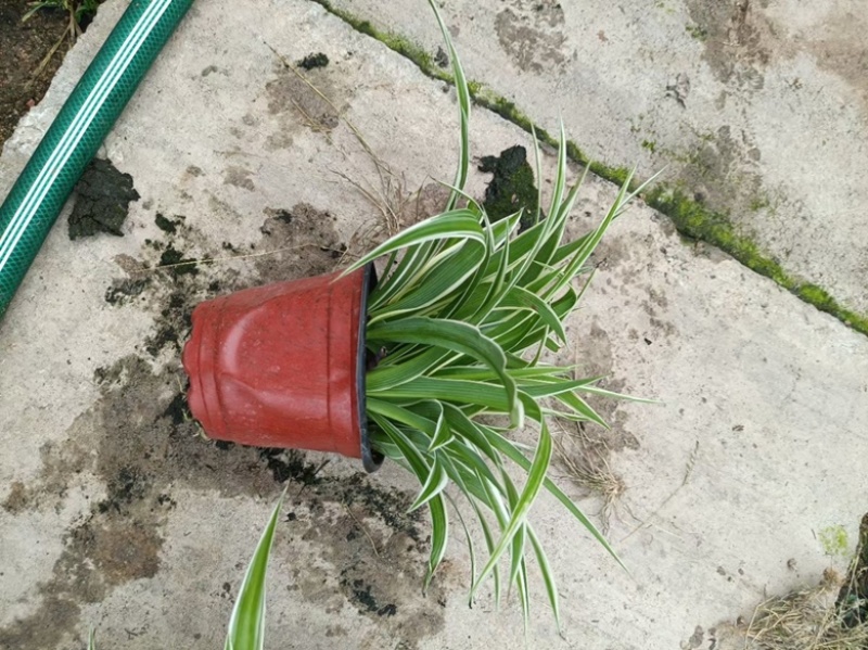 金边吊兰青州草花草花基地宿根花卉供应