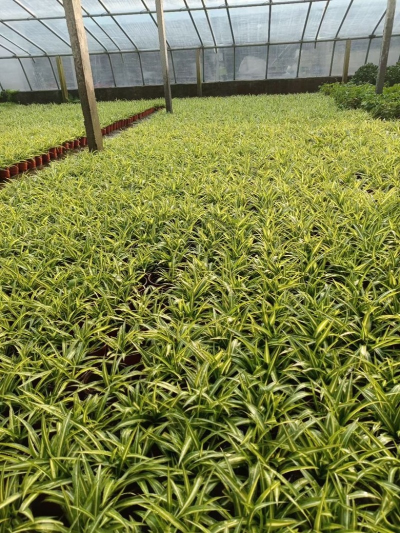 金边吊兰青州草花草花基地宿根花卉供应