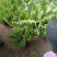 金边吊兰青州草花草花基地宿根花卉供应