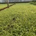 金边吊兰青州草花草花基地宿根花卉供应