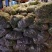 大量芦蒿保质保量