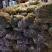 大量芦蒿保质保量
