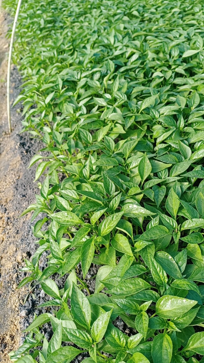 辣椒苗、茄子苗各种菜苗