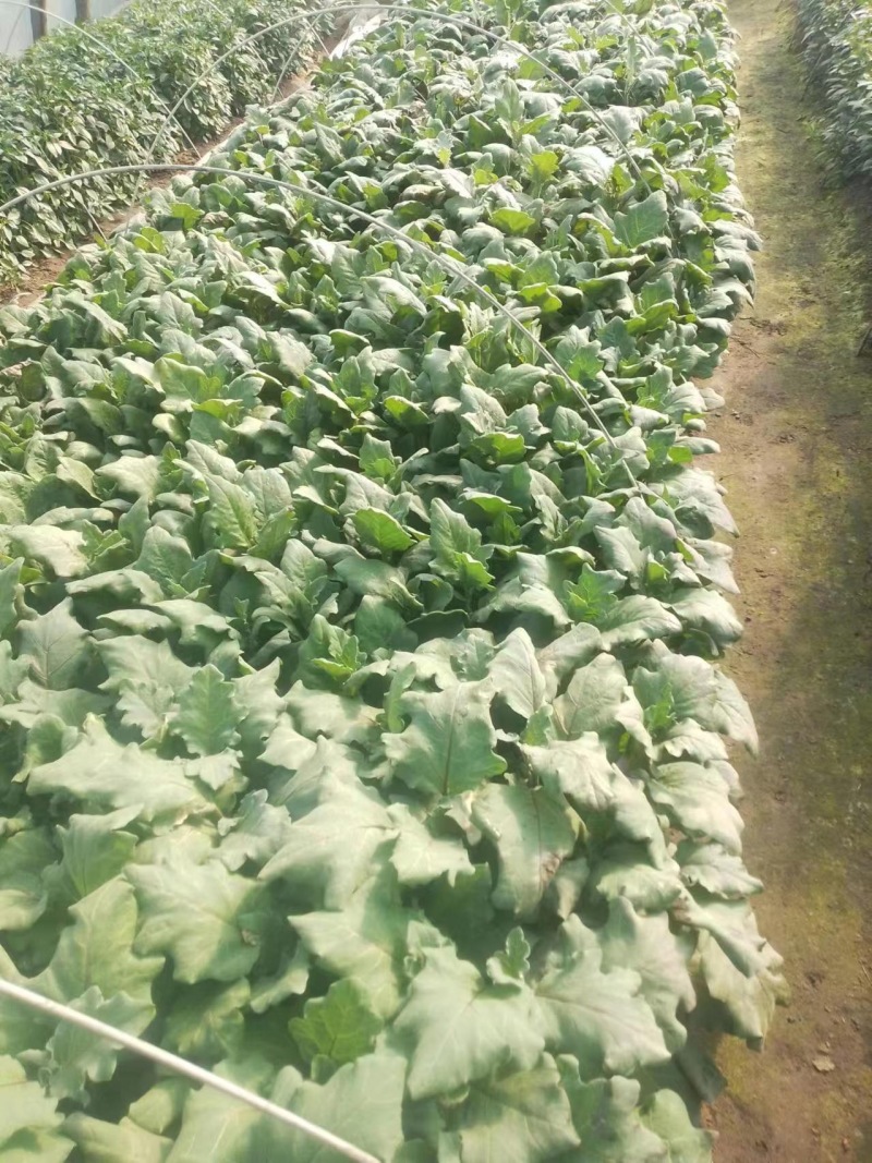 辣椒苗、茄子苗各种菜苗
