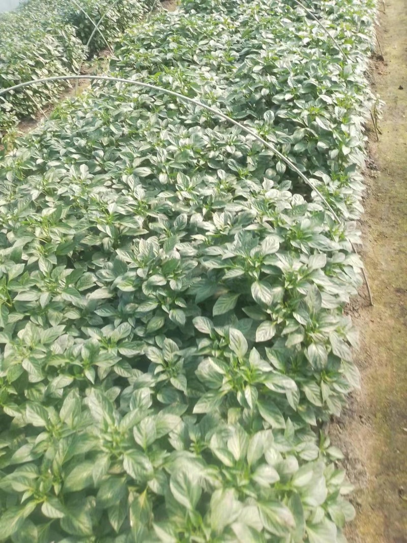 辣椒苗、茄子苗各种菜苗