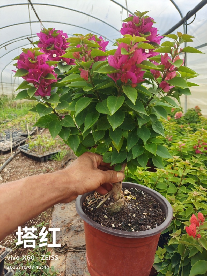 三角梅种苗塔红三角梅云南基地供应塔类勤花品种