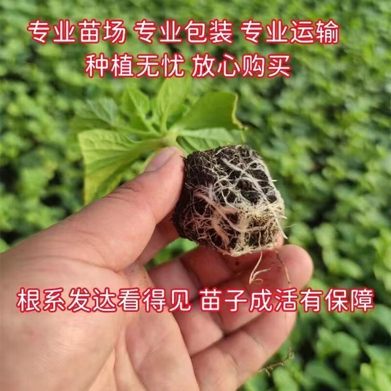 嫁接甜瓜苗博洋61博洋9羊角蜜绿宝玉菇，品质好