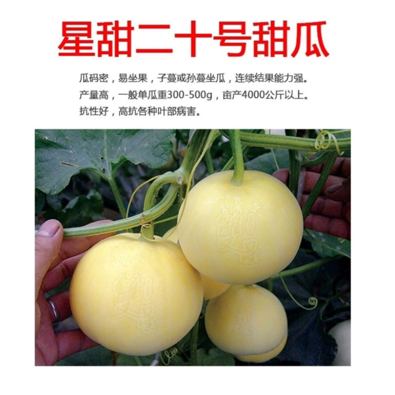 嫁接甜瓜苗博洋61博洋9羊角蜜绿宝玉菇，品质好