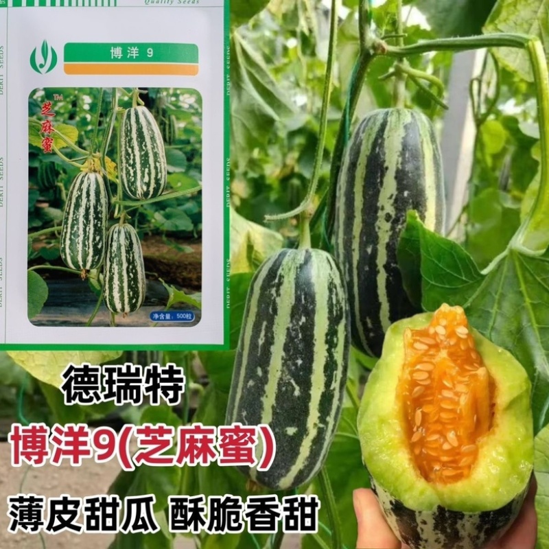 嫁接甜瓜苗博洋61博洋9羊角蜜绿宝玉菇，品质好