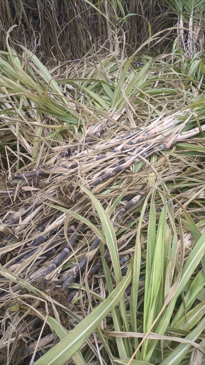 黑皮种茎种苗