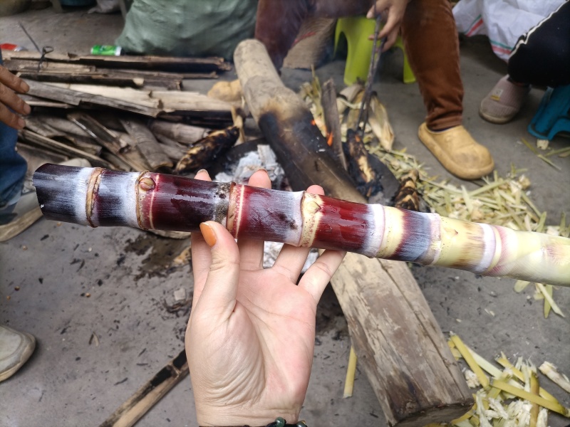 黑皮种茎种苗