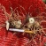 白芨苗白芨种苗中药材苗三叉白芨苗100颗起