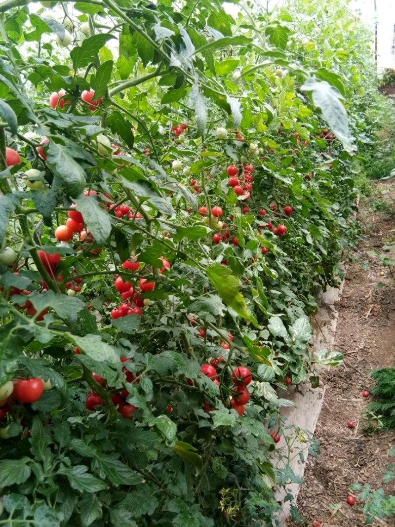 【优选】陕西圣女果，小番茄，质量可靠，代发全国