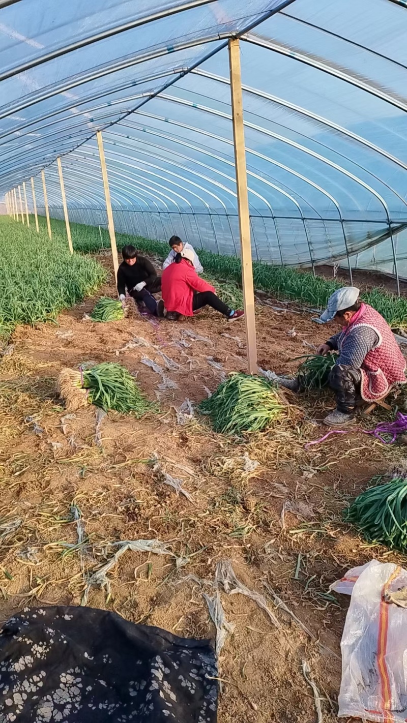 精品大棚蒜苗质量保证货源充足对接商超市场