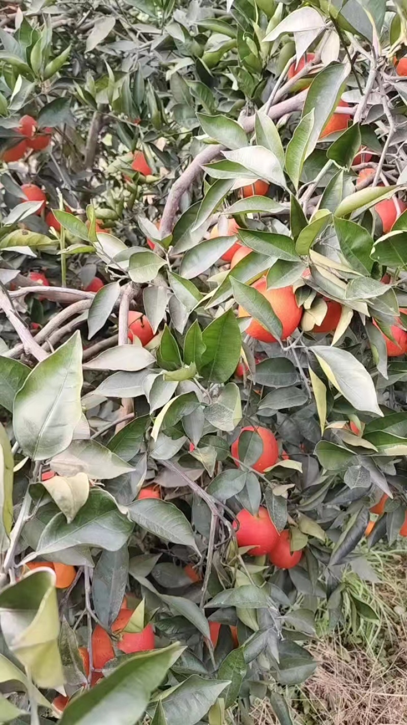 四川资中塔罗科血橙，货源充足，质量保证，规格齐全