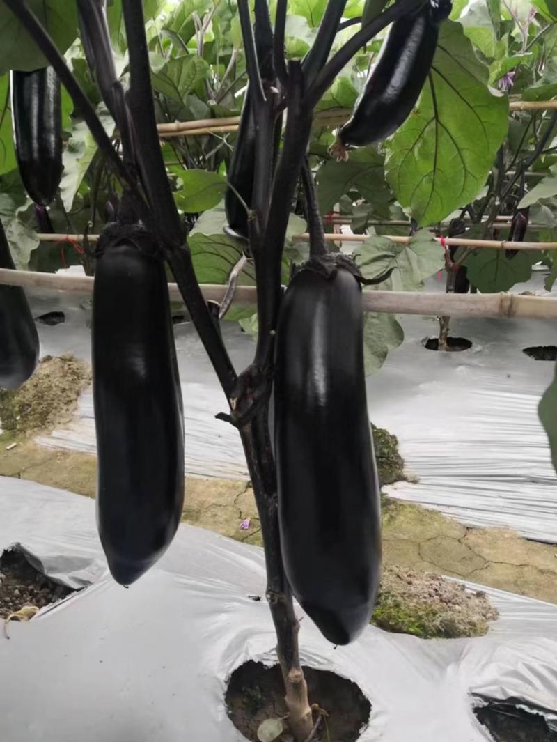 绵蔬黑亮烧烤茄茄子种子紫黑短粗棒早熟