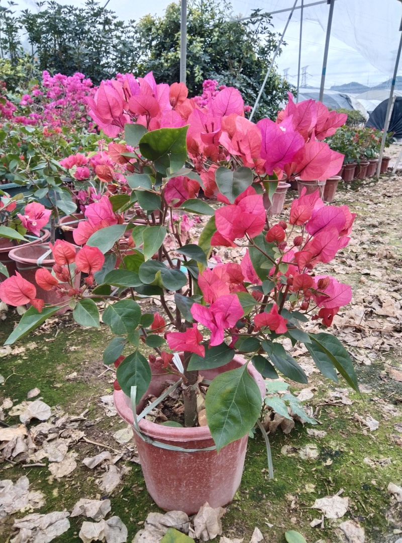红花三角梅