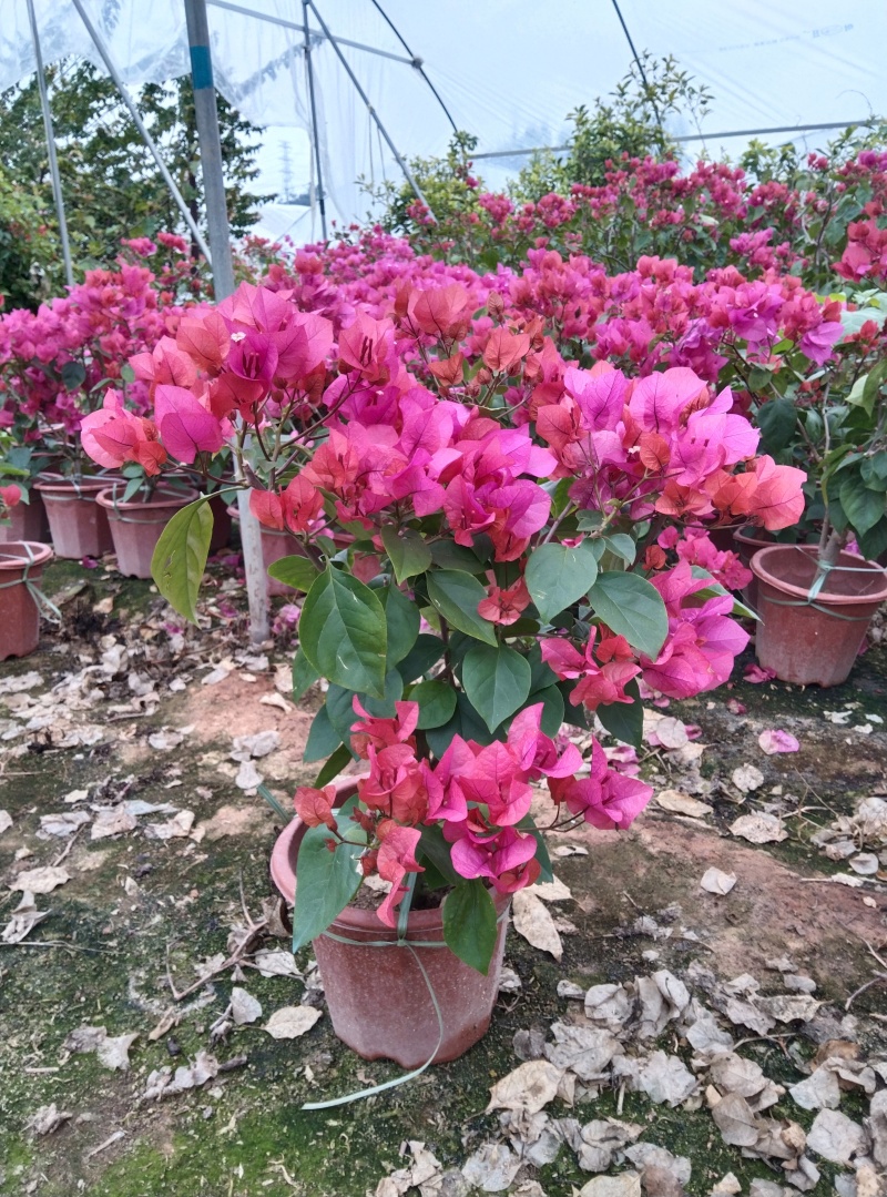 红花三角梅