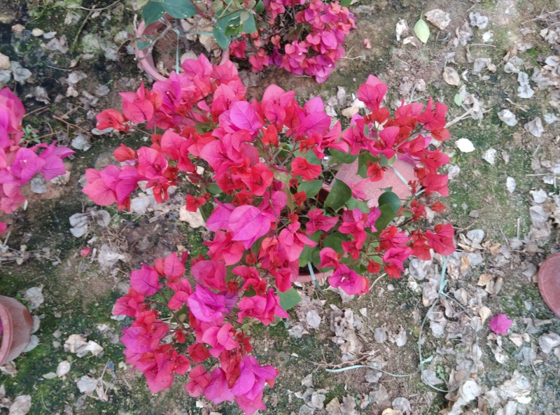 红花三角梅