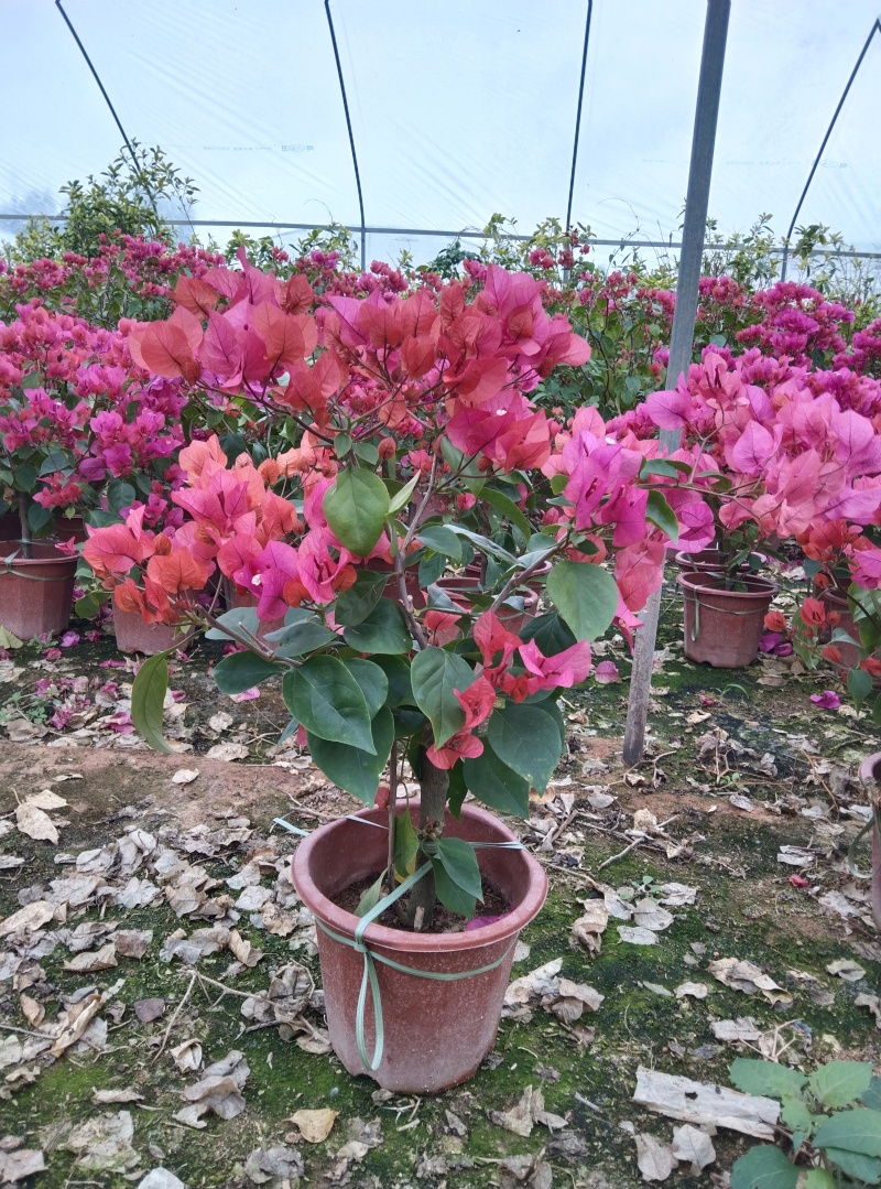 红花三角梅