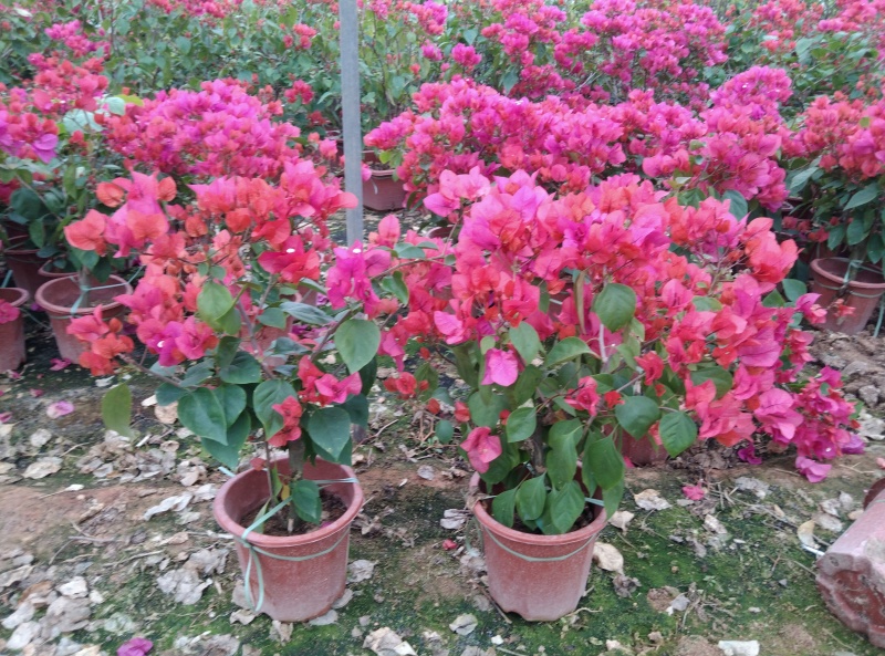 红花三角梅