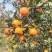 晚芦碰柑走车价0.85元/斤