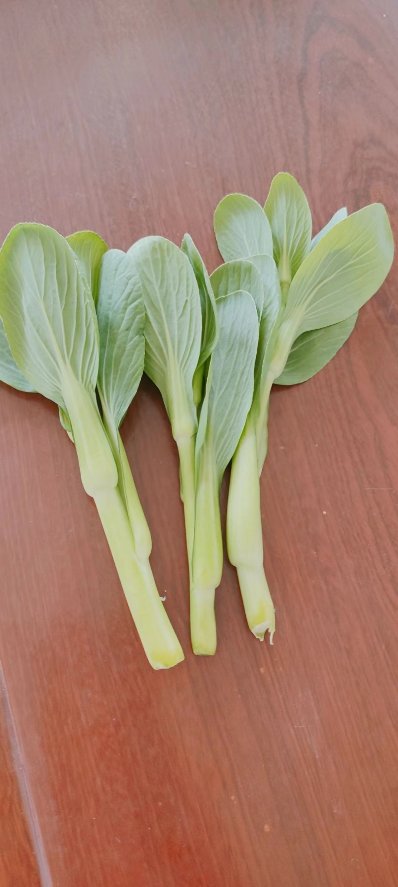 油菜苔白菜苔产地大量上市，需要随时联系，现挖现发