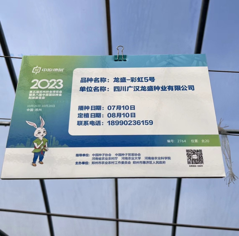 龙盛彩虹5号紫红线长茄子种子油亮高产特长杭茄1号