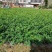 15-30厘米高福建茶