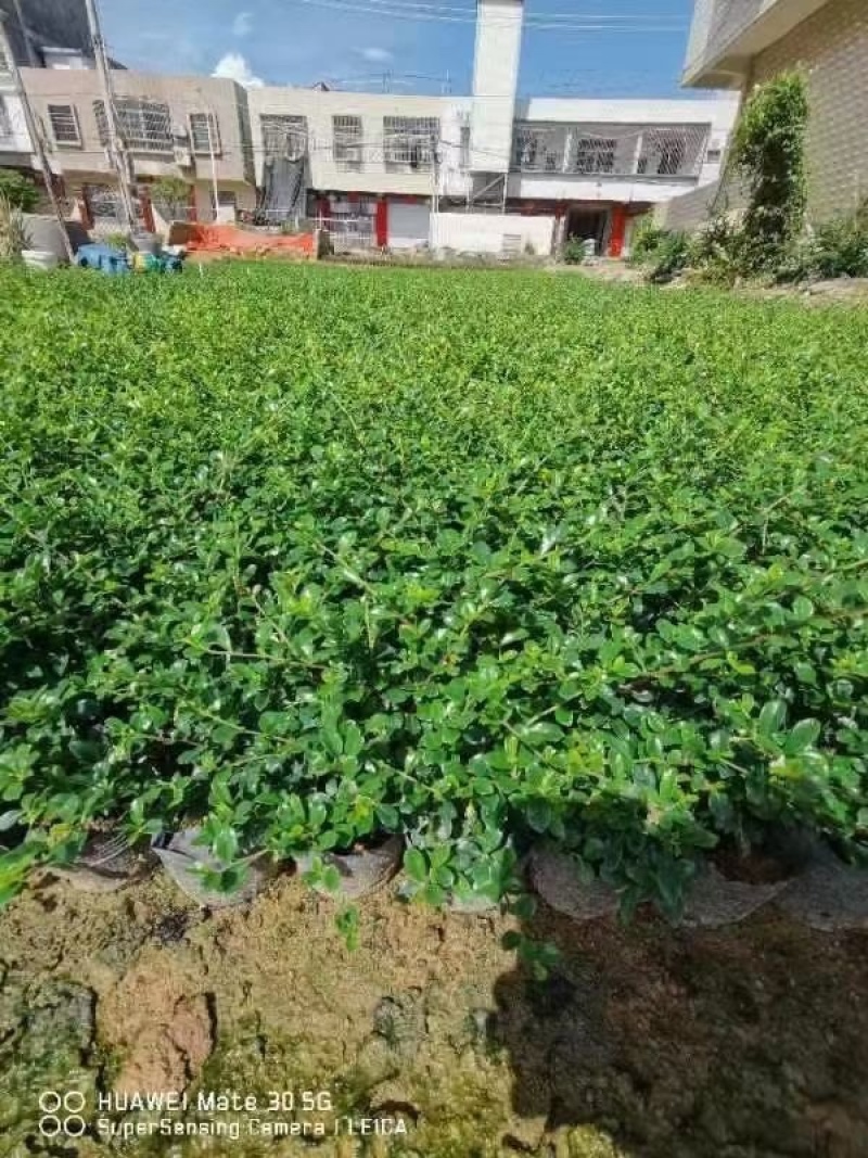 15-30厘米高福建茶