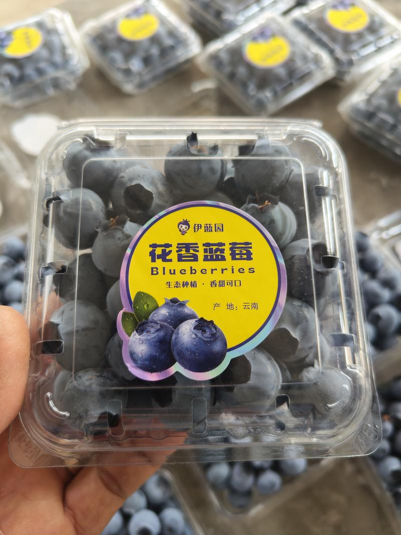 云南高原蓝莓，大果特甜，露天种植，自然成熟味道更好