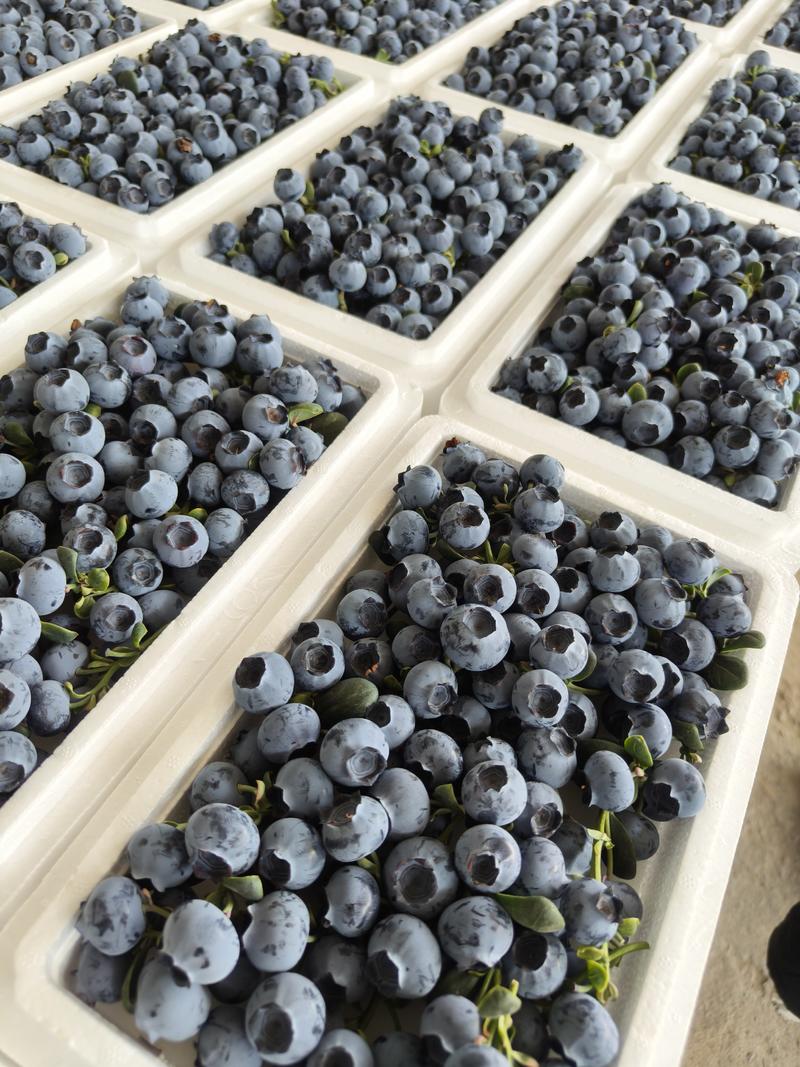 云南高原蓝莓，大果特甜，露天种植，自然成熟味道更好