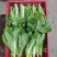 油菜苔白菜苔产地大量上市,需要随时联系,现挖现发