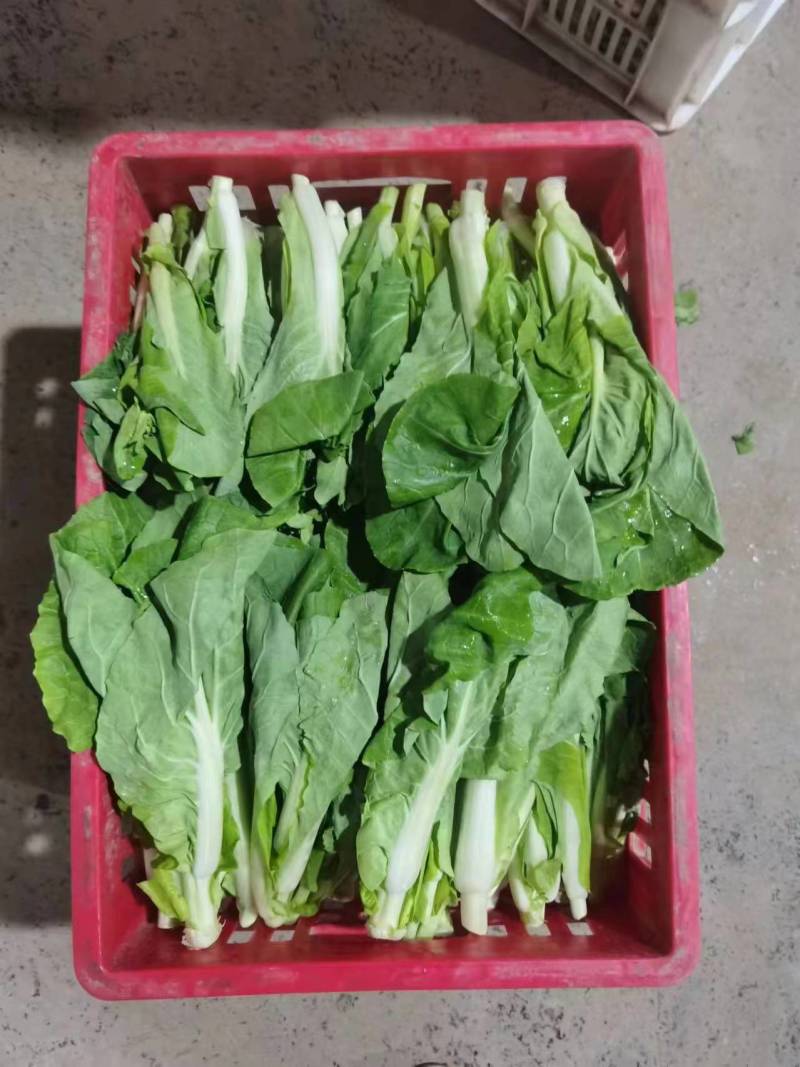 油菜苔白菜苔产地大量上市，需要随时联系，现挖现发