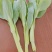油菜苔白菜苔产地大量上市,需要随时联系,现挖现发