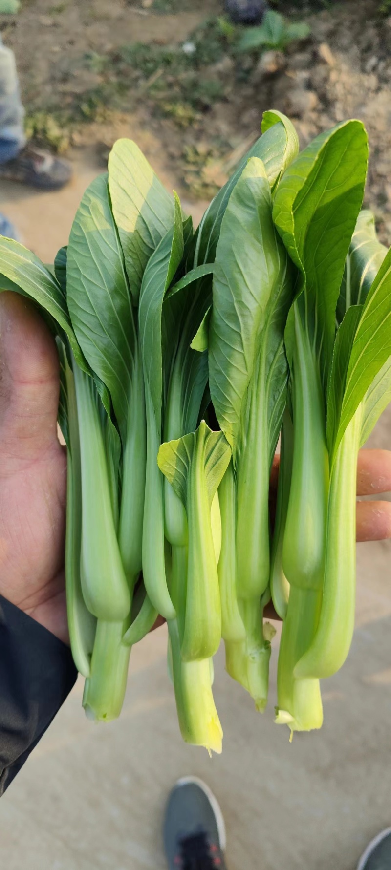油菜苔白菜苔产地大量上市，需要随时联系，现挖现发