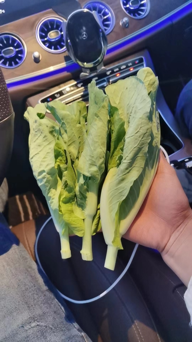 油菜苔白菜苔产地大量上市，需要随时联系，现挖现发