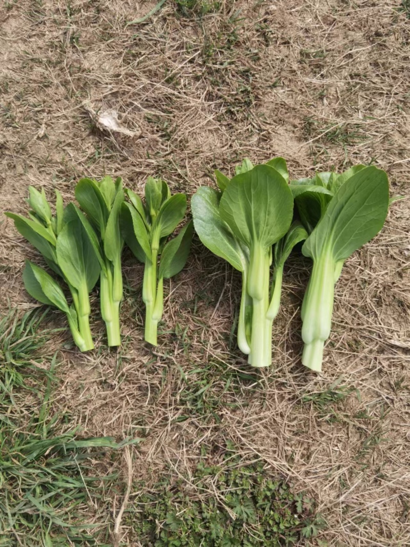 油菜苔白菜苔产地大量上市，需要随时联系，现挖现发