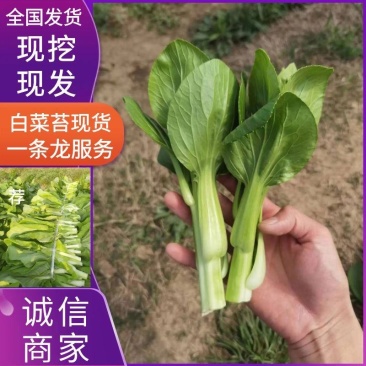 油菜苔白菜苔产地大量上市,需要随时联系,现挖现发