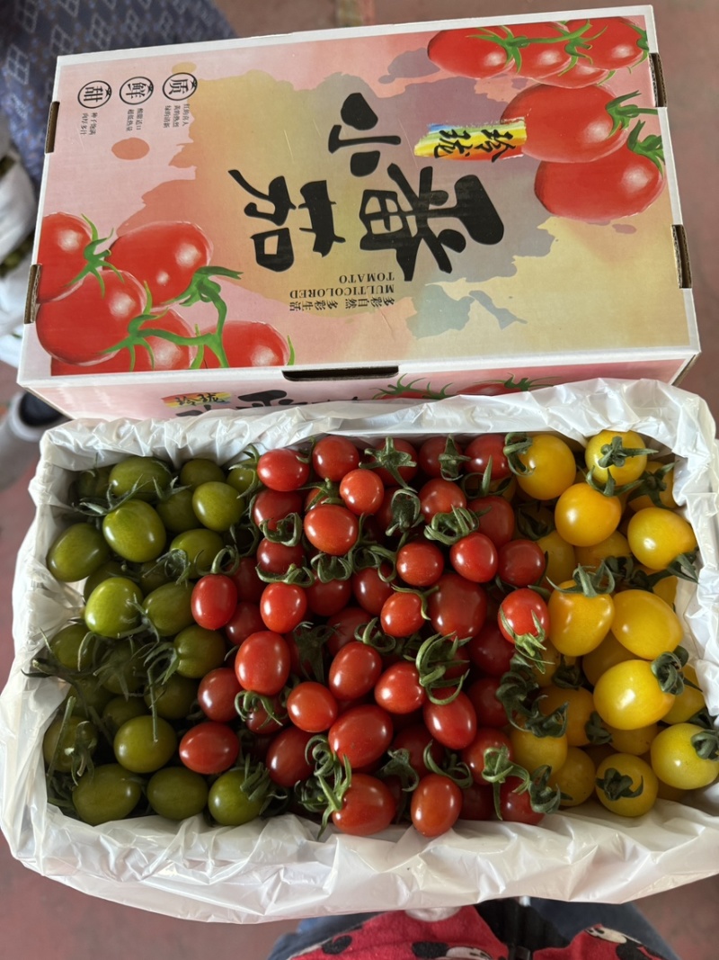山东寿光五彩小番茄拼装电商团购商超批发市场