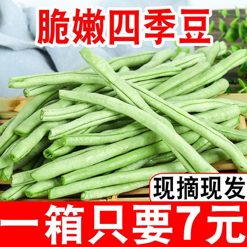 【应季】四季豆无筋豆新鲜现摘蔬菜豆角刀豆青豆芸豆扁豆批发