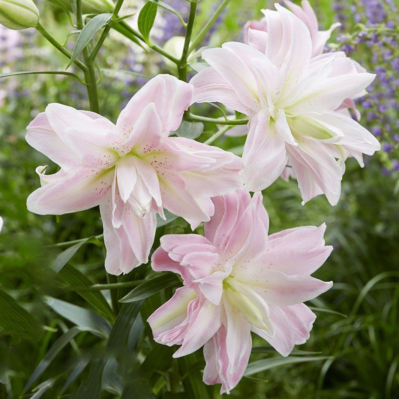 进口香水百合花种球带芽发货好养活耐寒四季盆栽室内阳台花卉