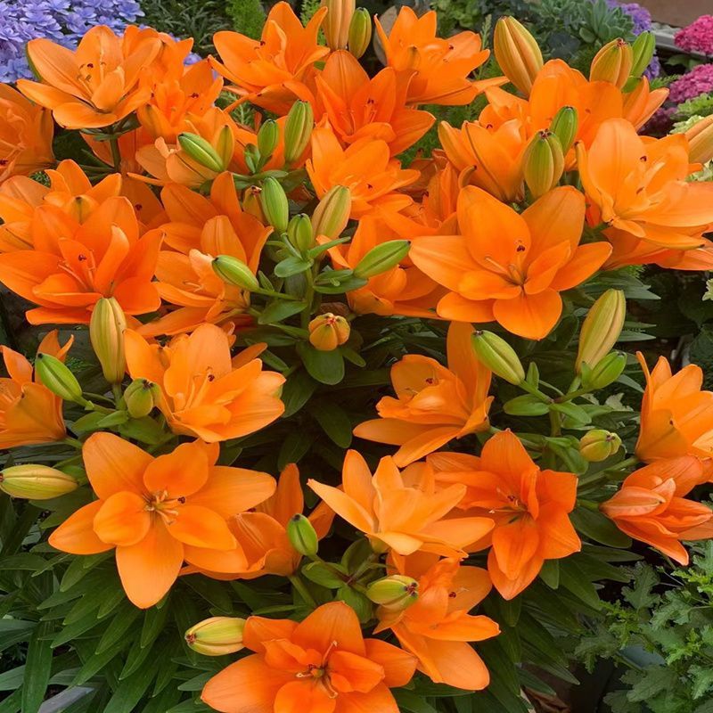 进口香水百合花种球带芽发货好养活耐寒四季盆栽室内阳台花卉