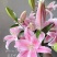 进口香水百合花种球带芽发货好养活耐寒四季盆栽室内阳台花卉