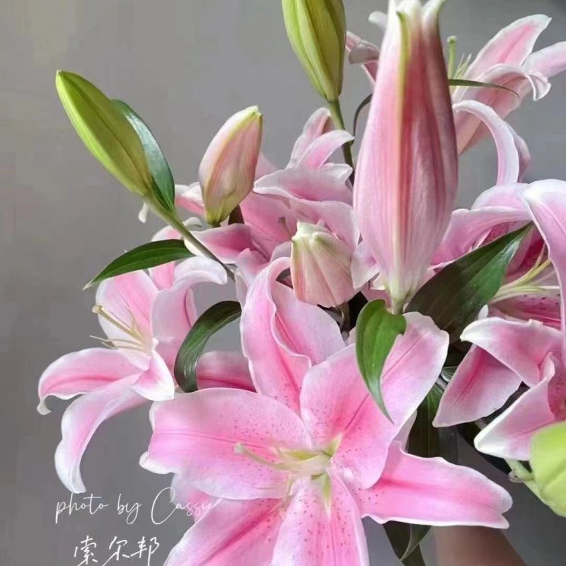 进口香水百合花种球带芽发货好养活耐寒四季盆栽室内阳台花卉