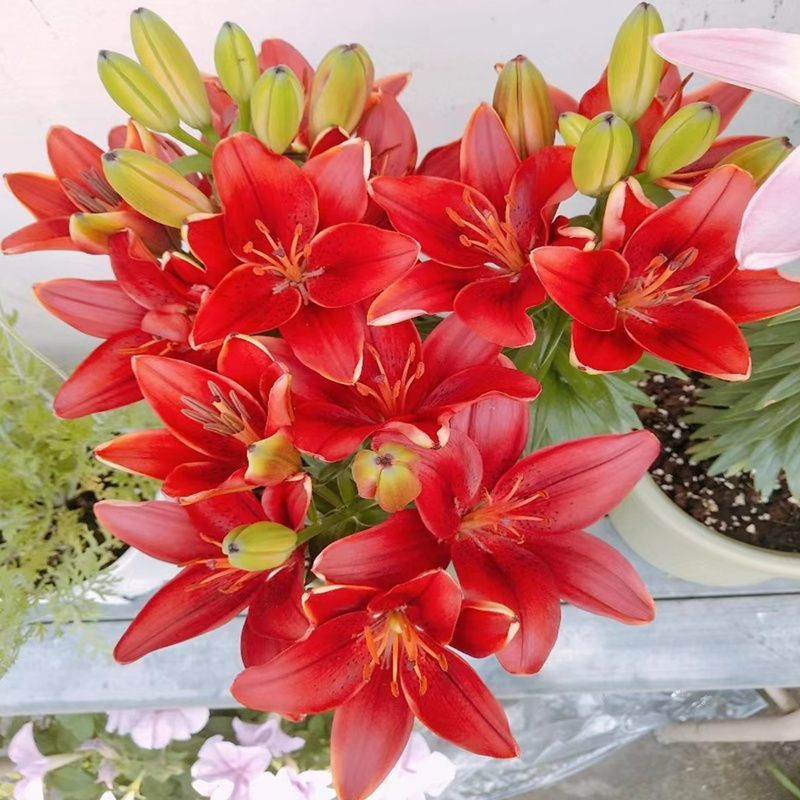 进口香水百合花种球带芽发货好养活耐寒四季盆栽室内阳台花卉