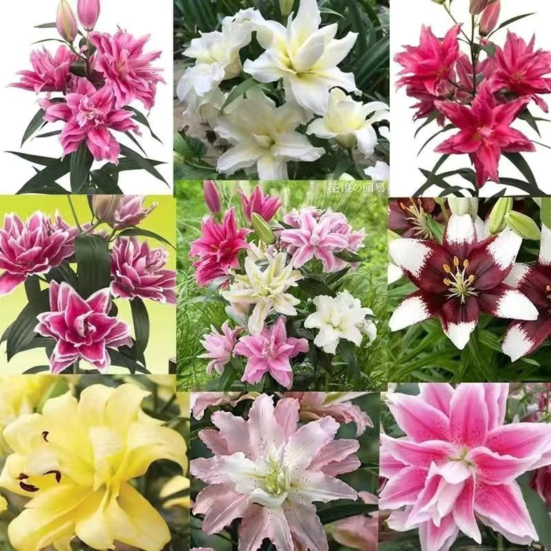 进口香水百合花种球带芽发货好养活耐寒四季盆栽室内阳台花卉
